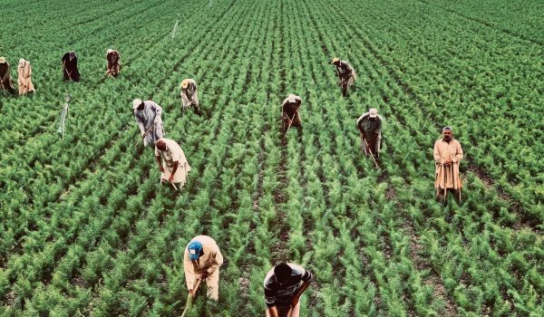 contratti di lavoro in agricoltura